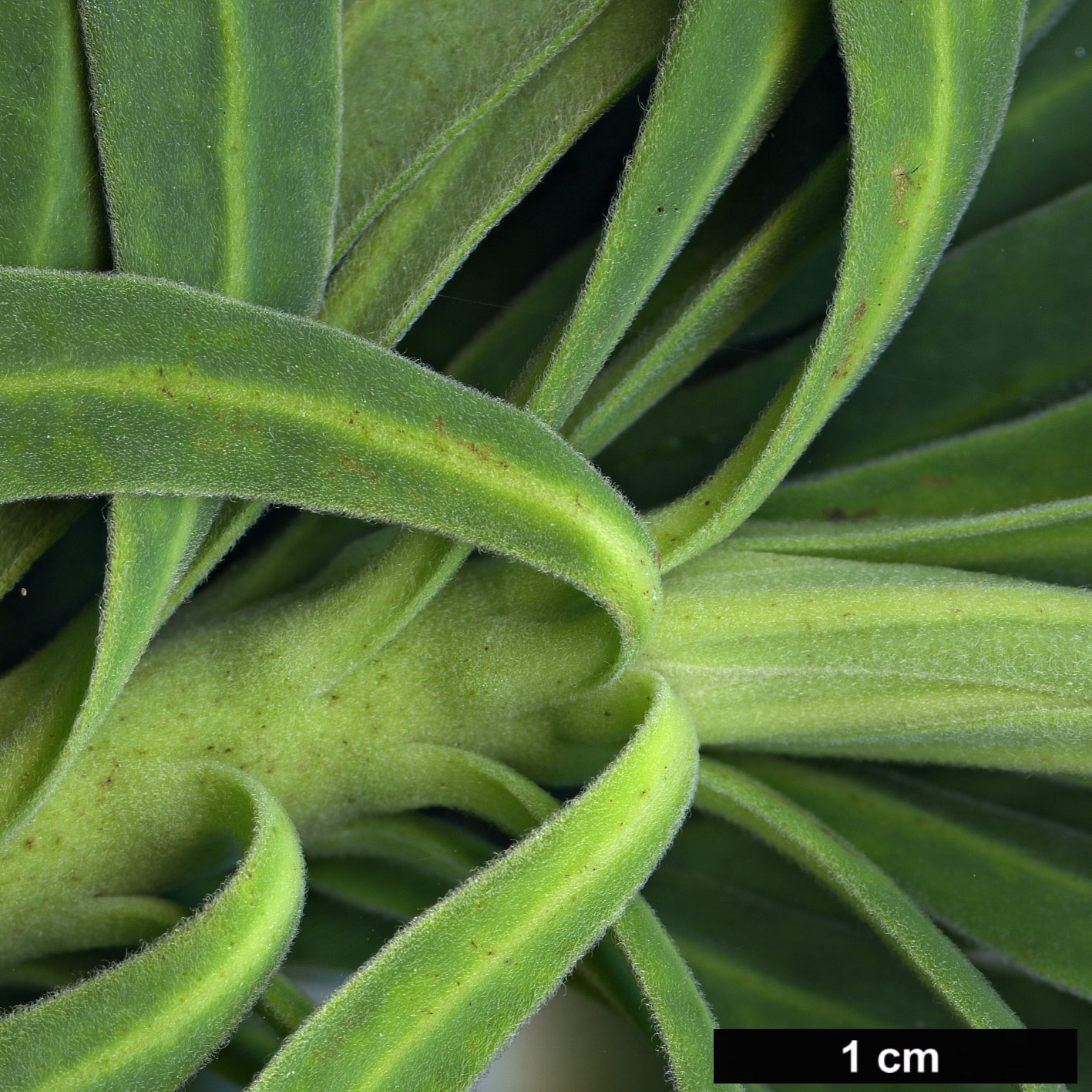 High resolution image: Family: Euphorbiaceae - Genus: Euphorbia - Taxon: characias - SpeciesSub: subsp. wulfenii